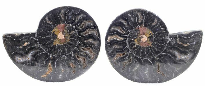 Split Black/Orange Ammonite Pair - Unusual Coloration #55575